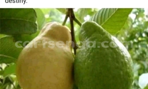 Acheter Occasion Voiture Audi S3 Rouge à Manzini, Manzini Acheter Occasion Voiture Audi S3 Rouge à Manzini, Manzini