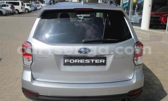 Buy Used Subaru Forester Silver Car in Manzini in Manzini Buy Used Subaru Forester Silver Car in Manzini in Manzini